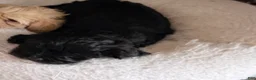 Mixed Breed dogs for sale: Mini Nellie  - Ad 4