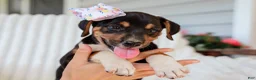 Mixed Breed dogs for sale: Annabelle Beagle Mix Pup - Ad 4