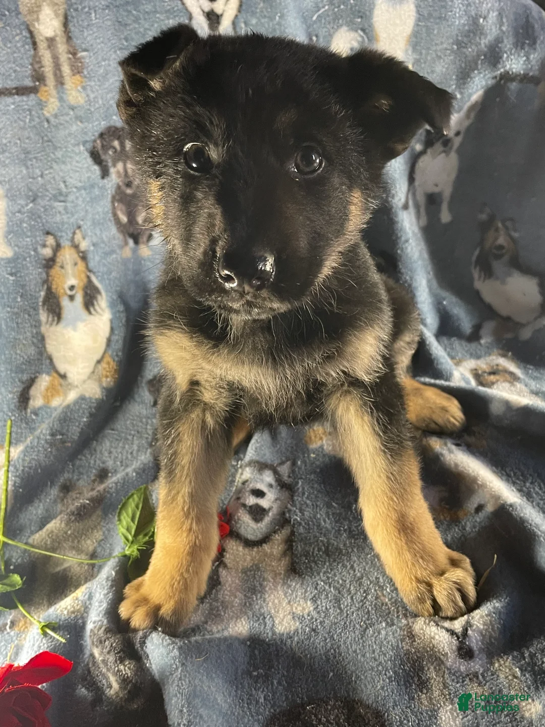German Shepherd dogs for sale: Ace - Ad 2