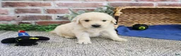 Golden Retriever dogs for sale: Gilbert - Ad 5