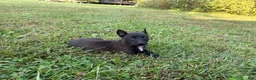 Belgian Malinois dogs for sale: Princess Leia (purple) - Ad 5