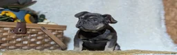 French Bulldog dogs for sale: Yoda - Ad 5