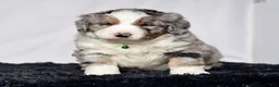 Bernedoodle dogs for sale: Mr. Simba - Ad 5