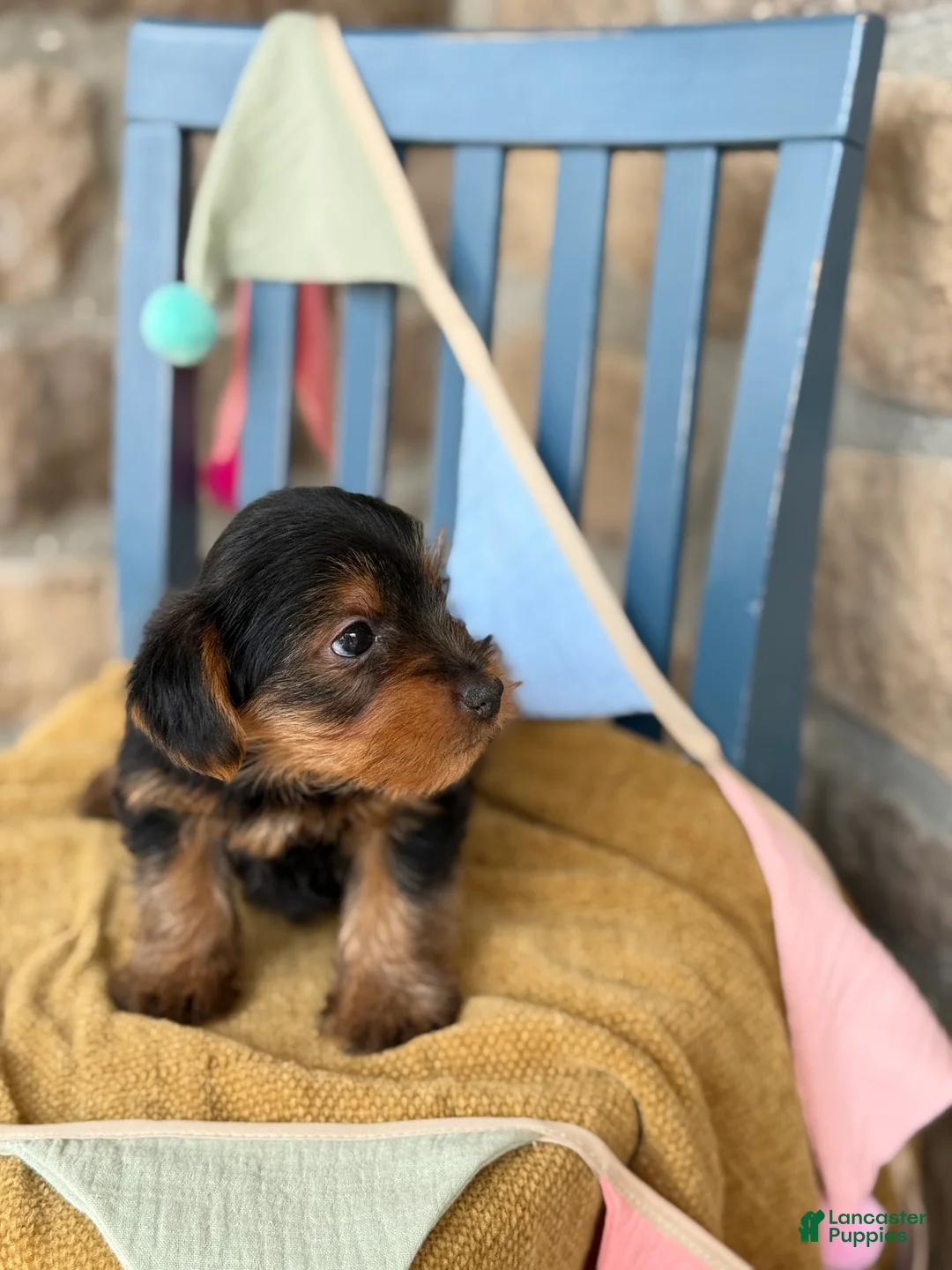 Yorkshire Terrier dogs for sale: Palmer - Ad 2