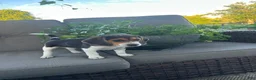 Beagle dogs for sale: Cascade - Ad 2