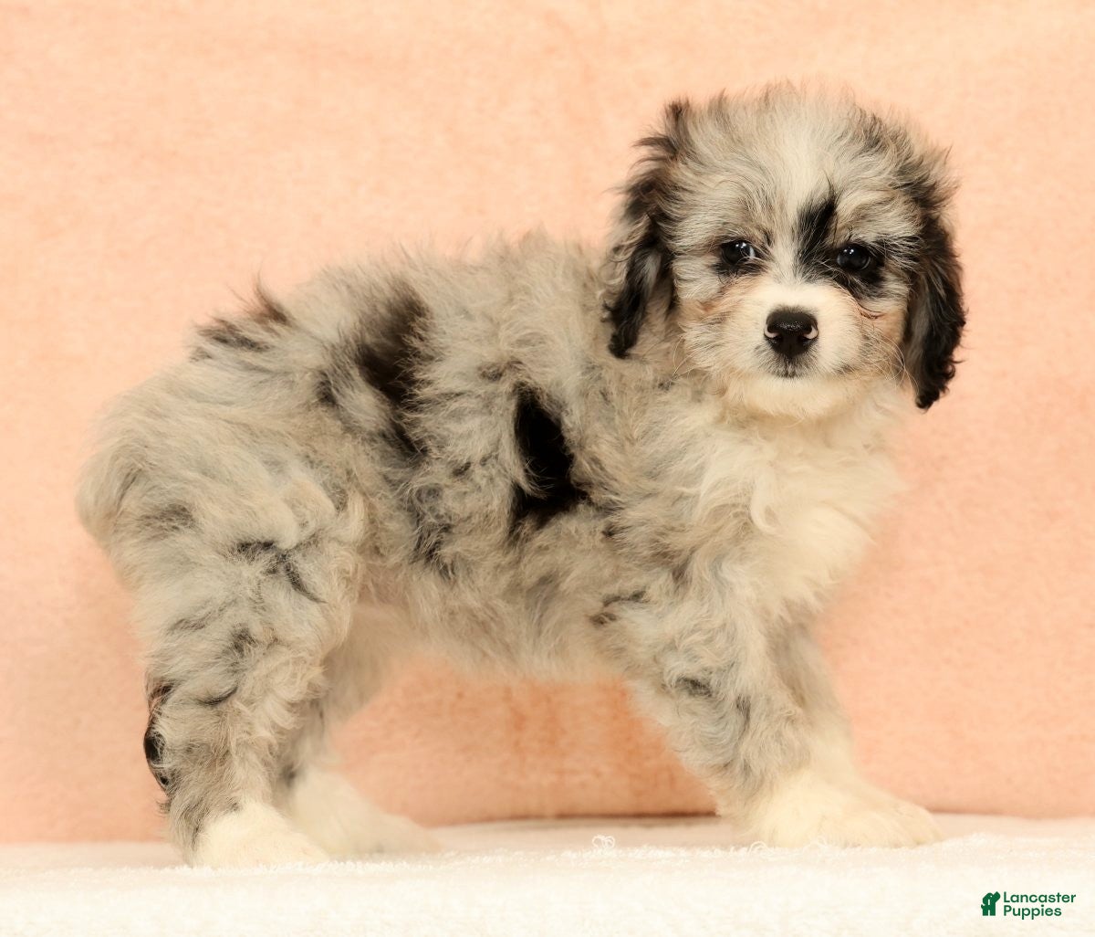 Mini Aussiedoodle dogs Macey - Ad 2