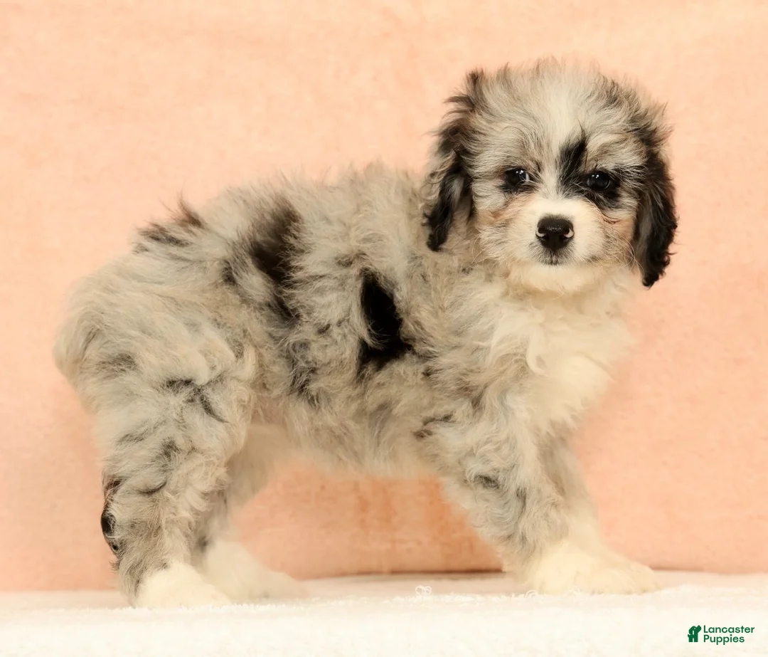 Mini Aussiedoodle dogs for sale: Macey - Ad 2