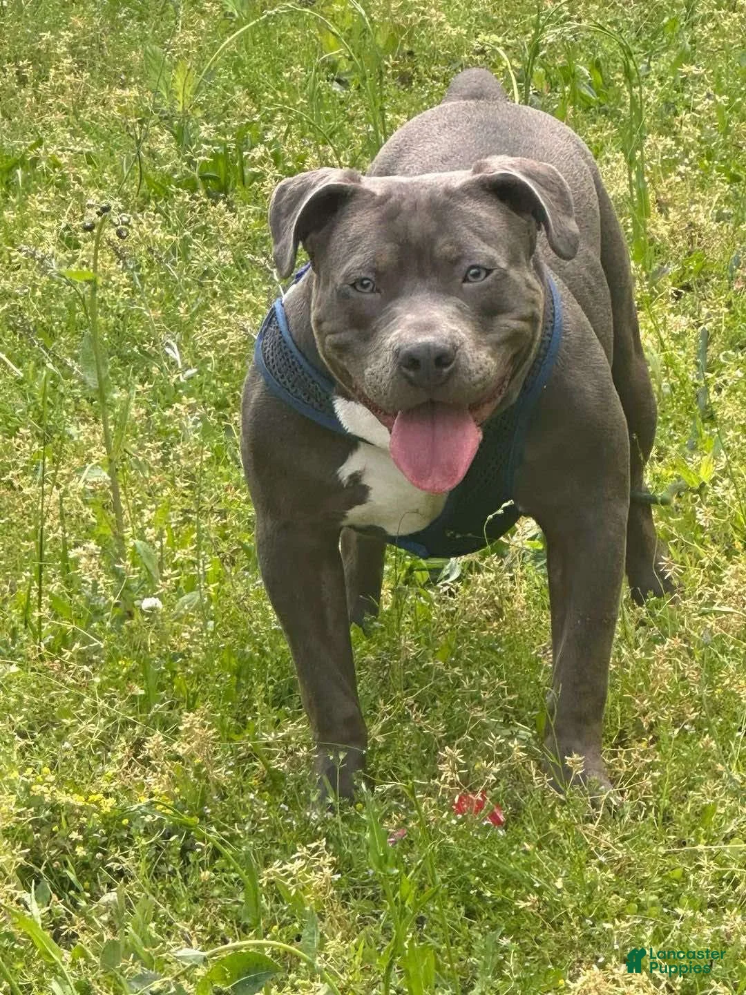 American Bulldog dogs for sale: American Bulldog Puppy 1 - Ad 2