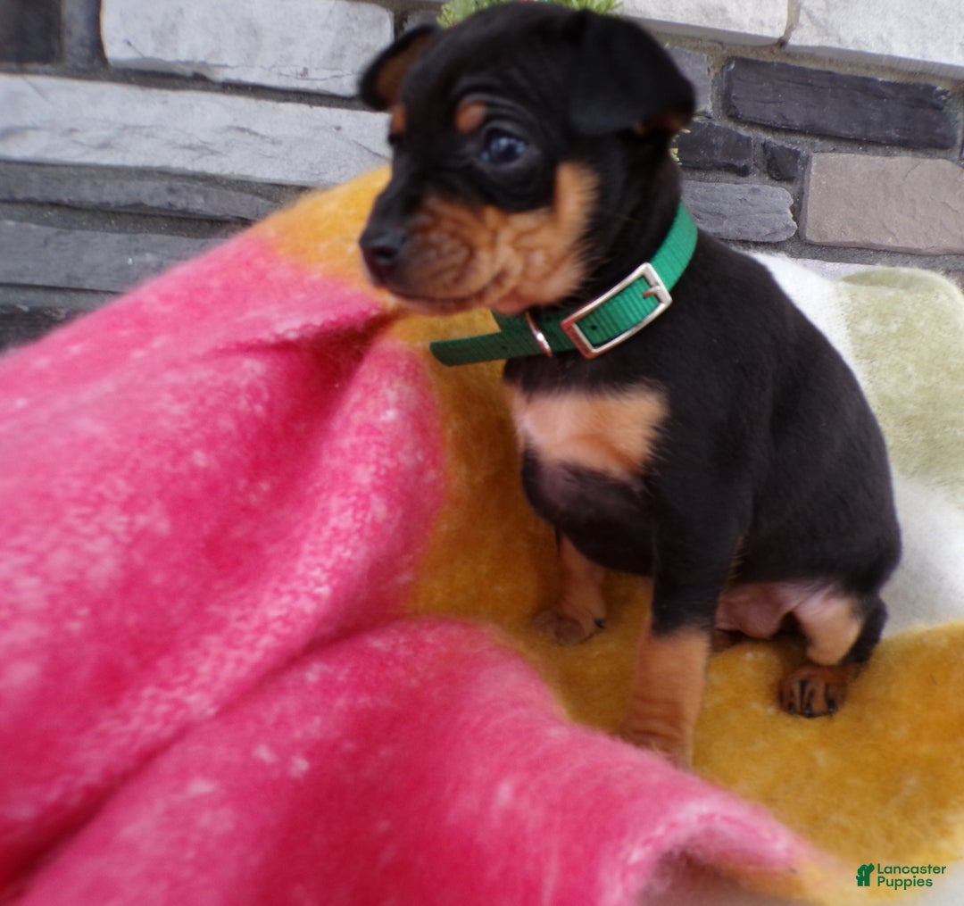 Miniature Pinscher dogs for sale: Miniature Pinscher Puppy 2 Lexie - Ad 4