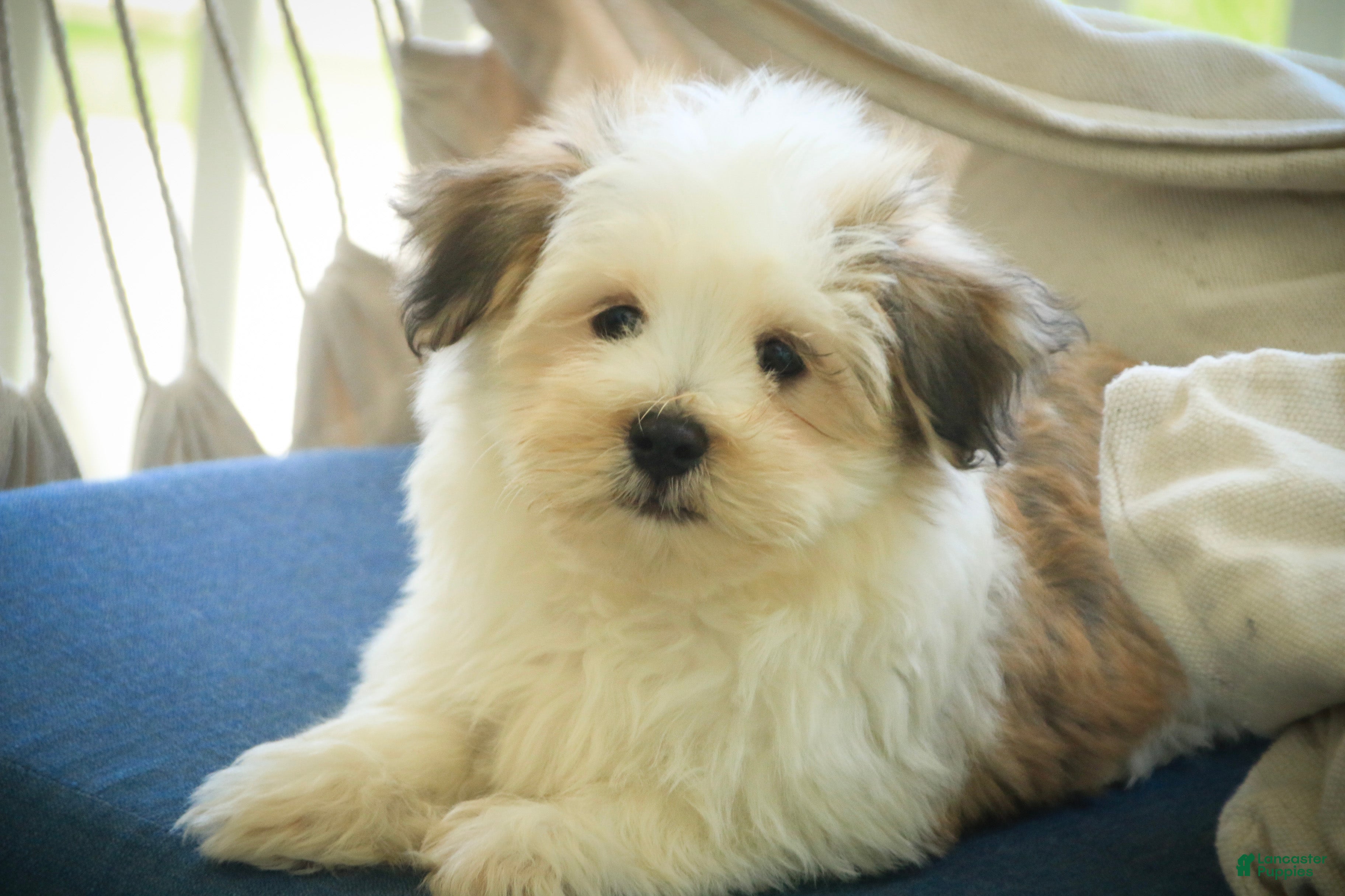 Havanese dogs Fernando - Ad 2