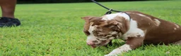 American Bully dogs for sale: Polaris - Ad 3