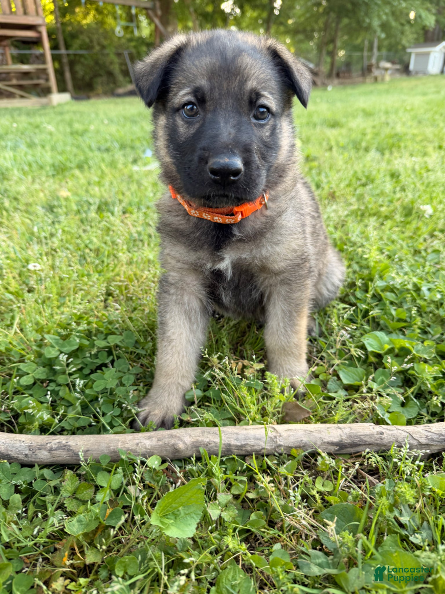 German Shepherd dogs Orange  - Ad 35