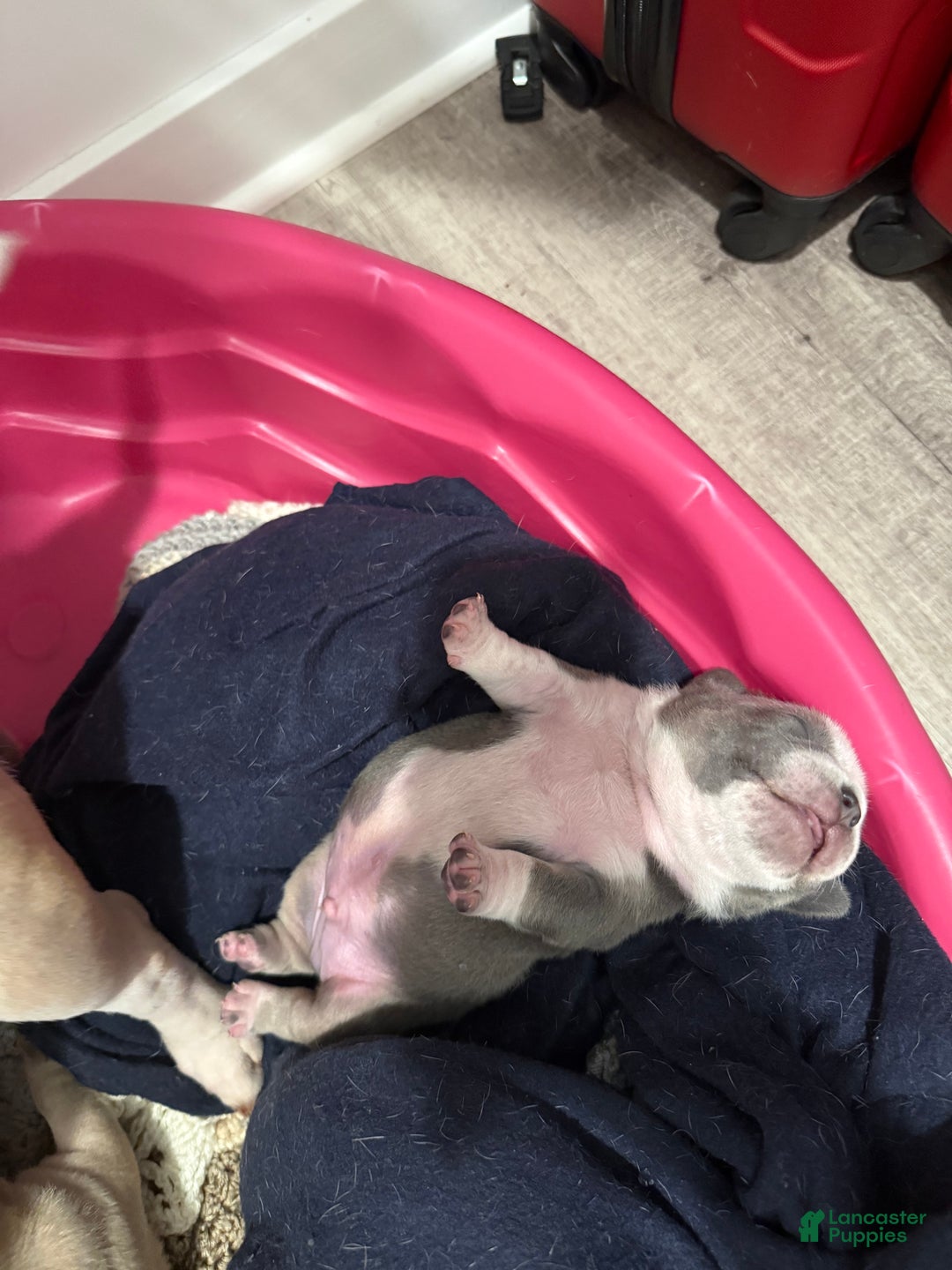 American Bully dogs for sale: Blue Cheese - Ad 2