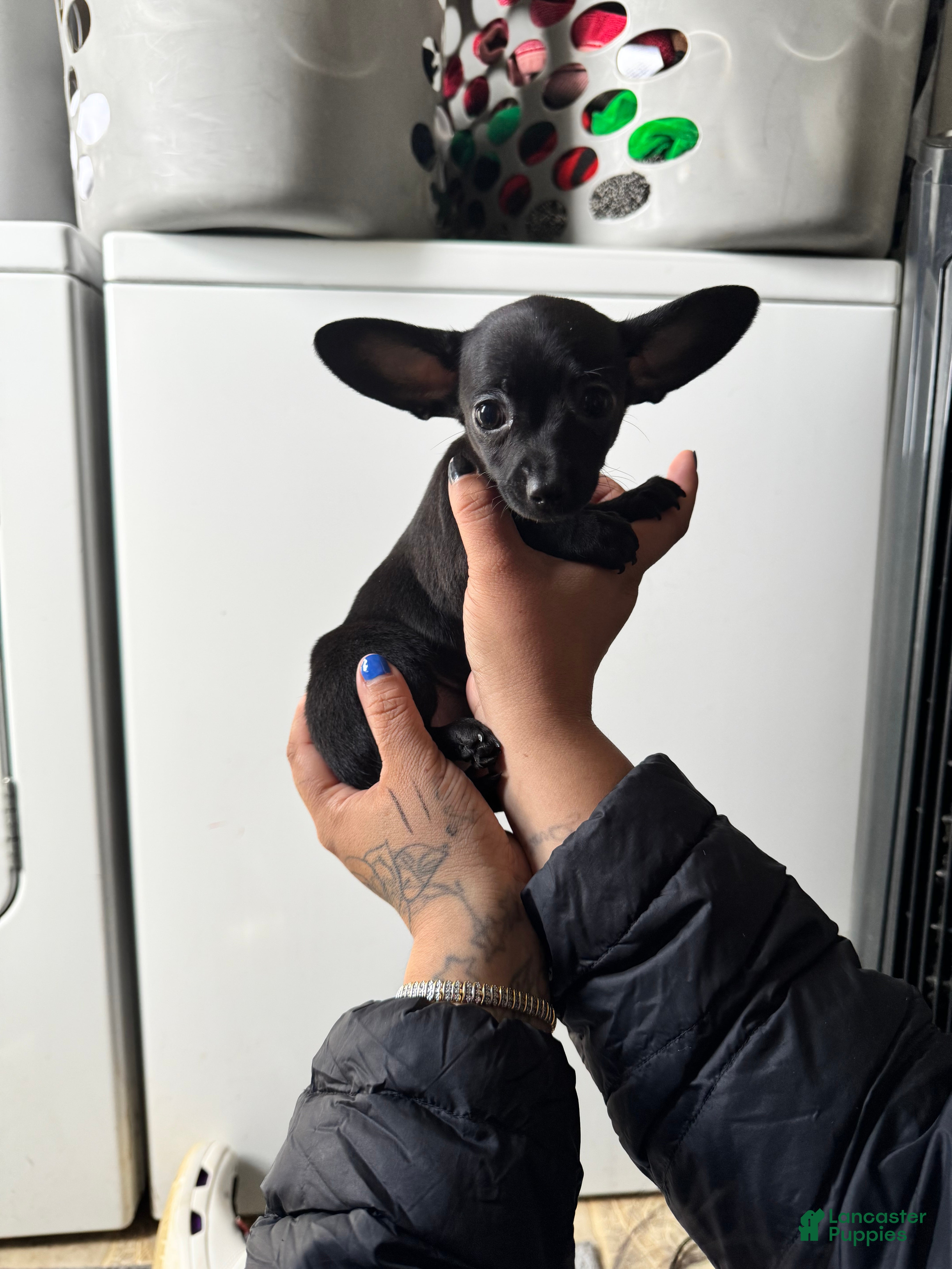 Chiweenie dogs Mimi - Ad 1