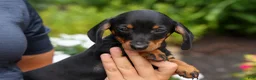 Miniature Dachshund dogs for sale: Iggy🐶  - Ad 12