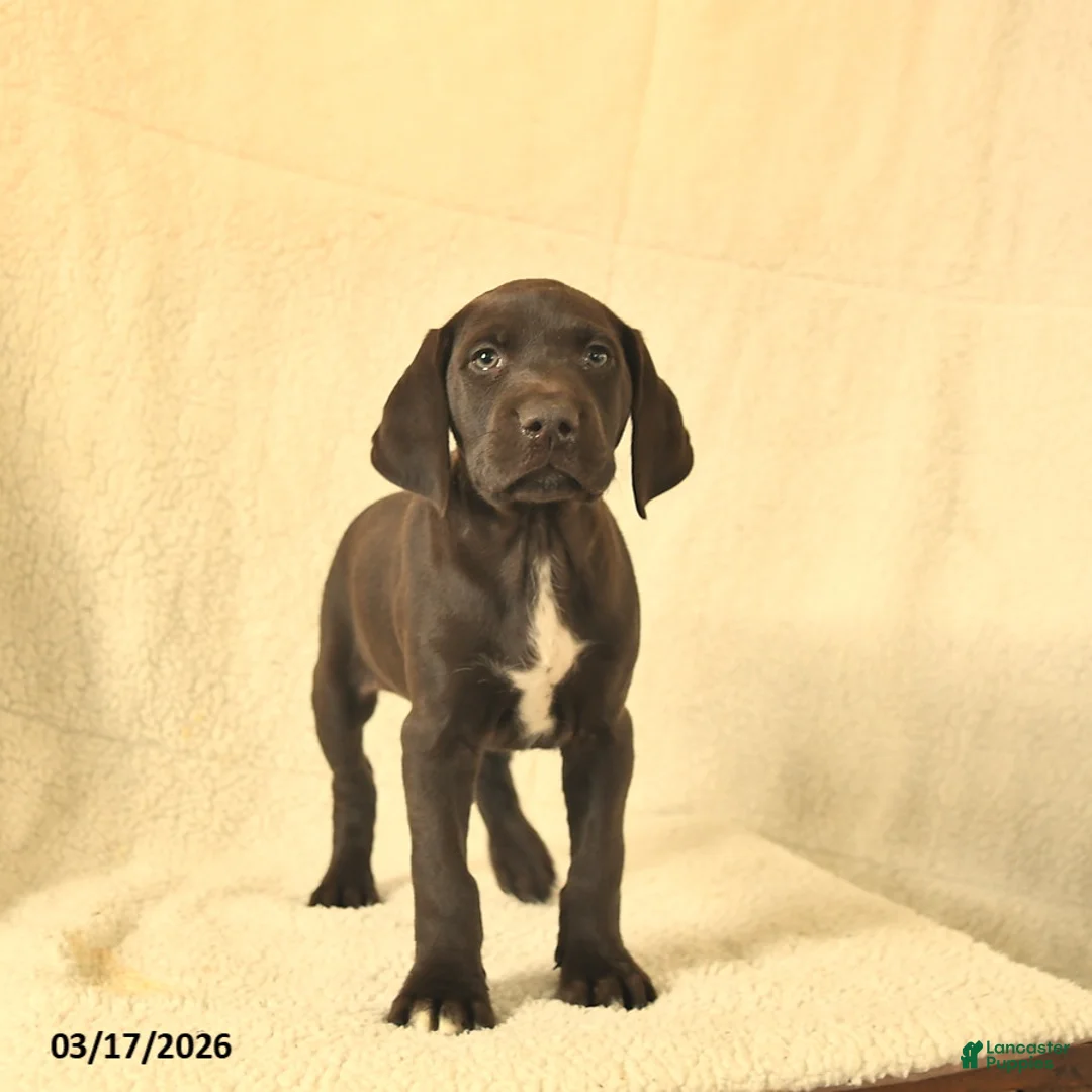 German Shorthaired Pointer dogs for sale: Max  - Ad 5