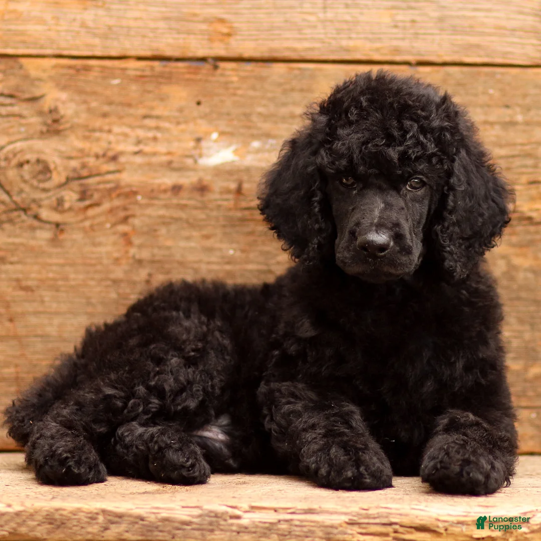 Standard Poodle dogs for sale: Dozer - Ad 1