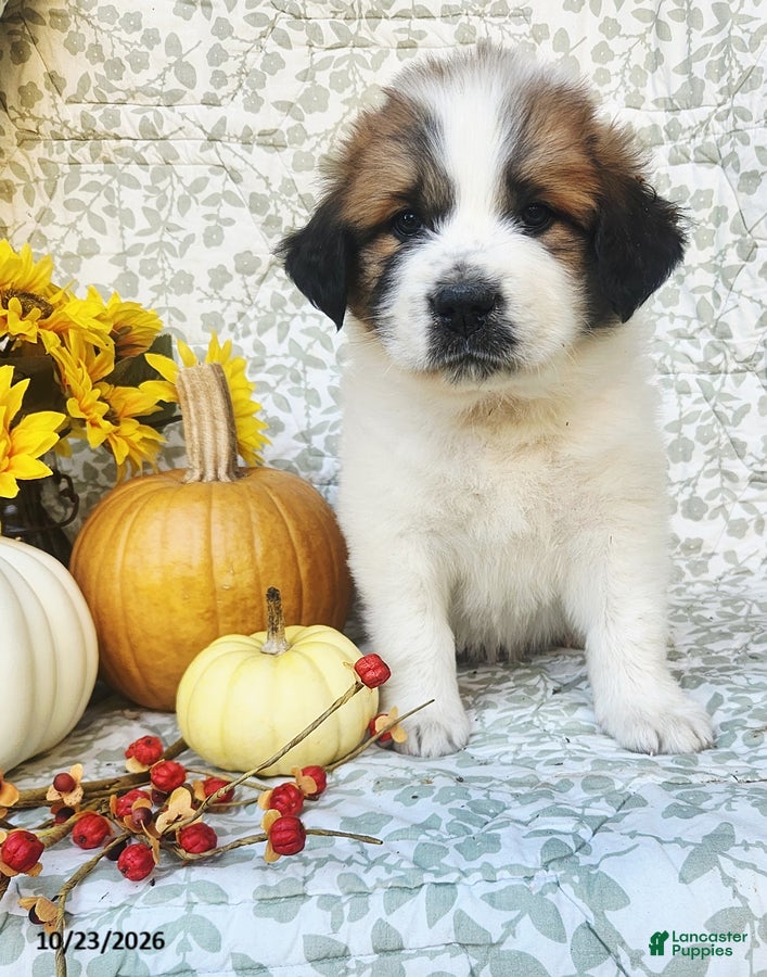 Saint Bernard dogs for sale: Rosie - Ad 2