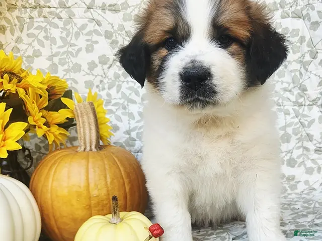Saint Bernard dogs for sale: Rosie - Ad 2