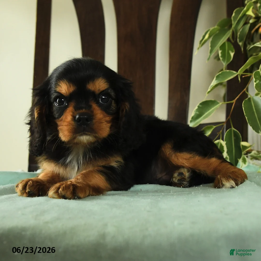 Cavalier King Charles Spaniel dogs for sale: Jasper - Ad 2