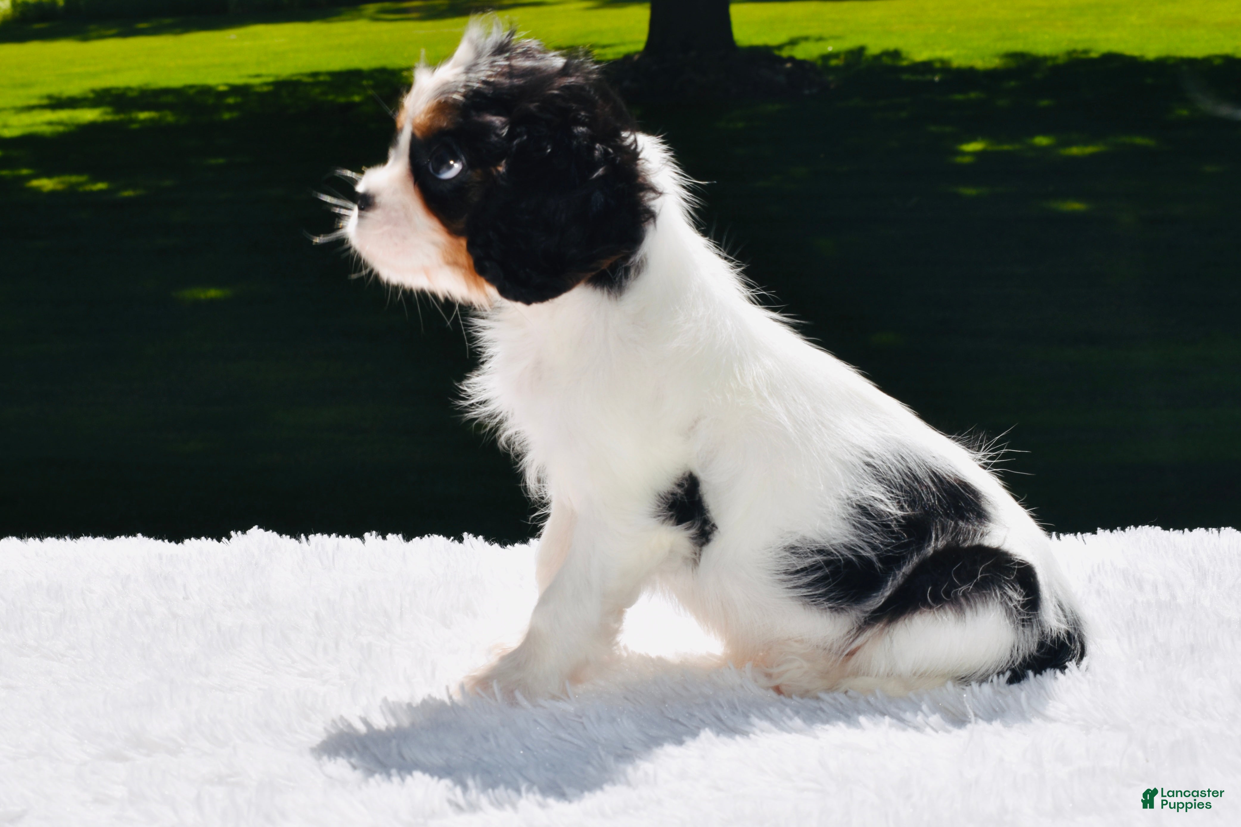 Cavalier King Charles Spaniel dogs Wilder - Ad 2