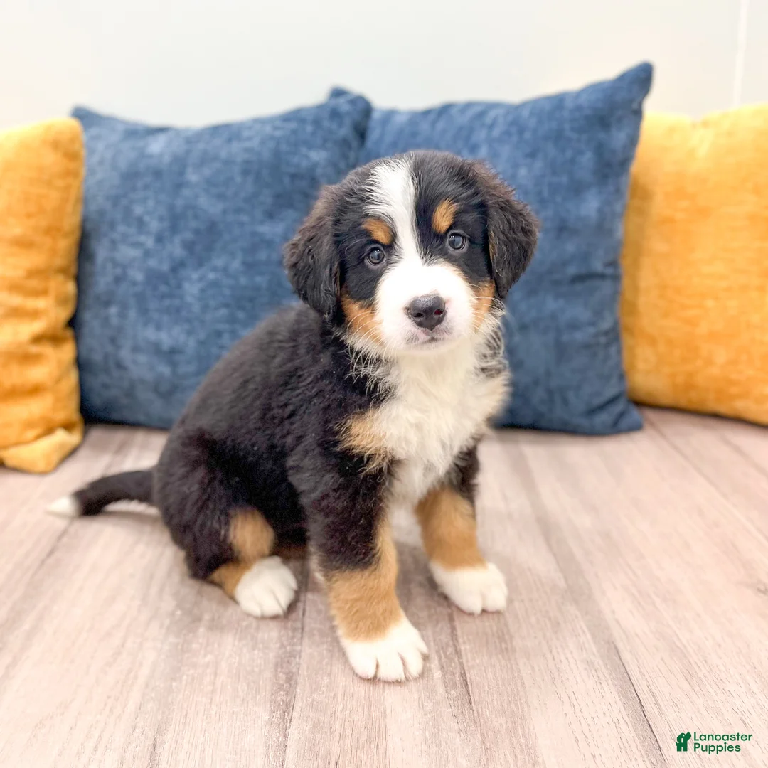 Bernese Mountain Dog dogs for sale: Benson - Ad 1