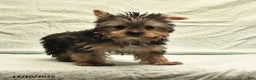Yorkshire Terrier dogs for sale: Duke - Ad 5