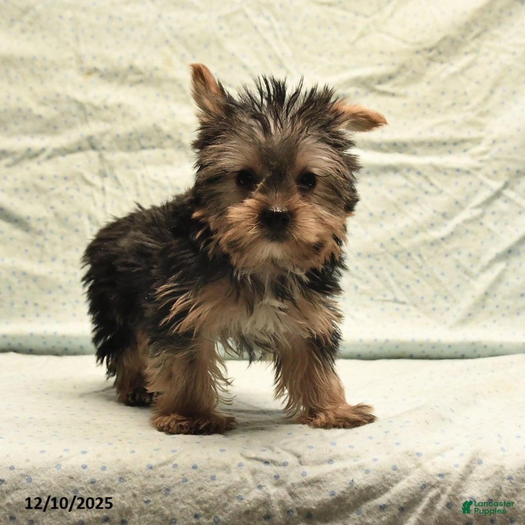 Yorkshire Terrier dogs for sale: Duke - Ad 5