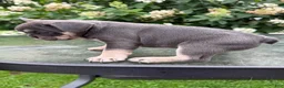 French Bulldog dogs for sale: Frankie - Ad 9