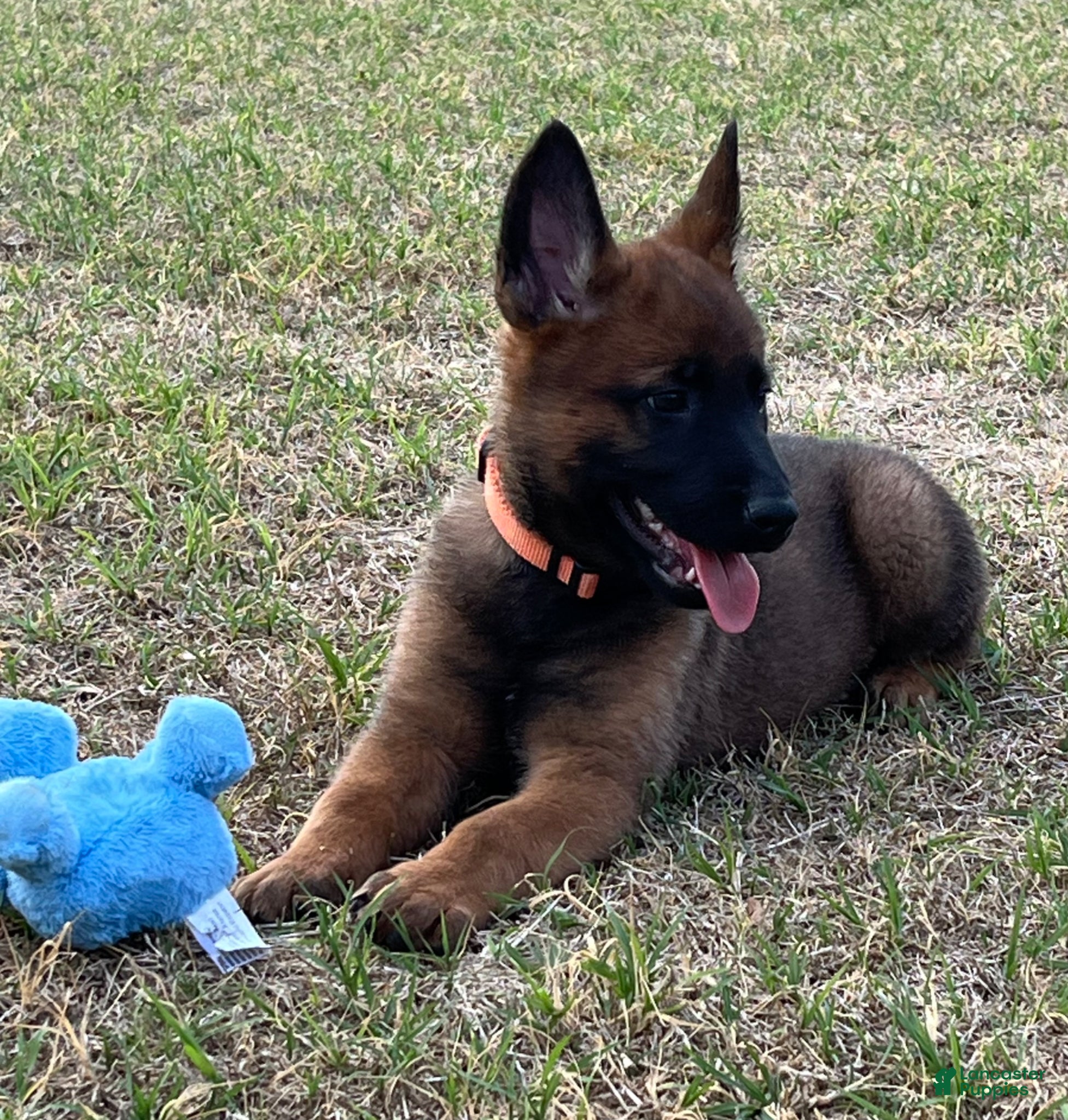 Mixed Breed dogs Mixed Breed Puppy 1 - Ad 9