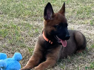 Mixed Breed dogs Mixed Breed Puppy 1 - Ad 5