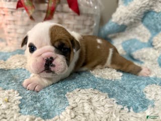 English Bulldog dogs English Bulldog Puppy 5 - Ad 13
