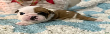 English Bulldog Puppy 5