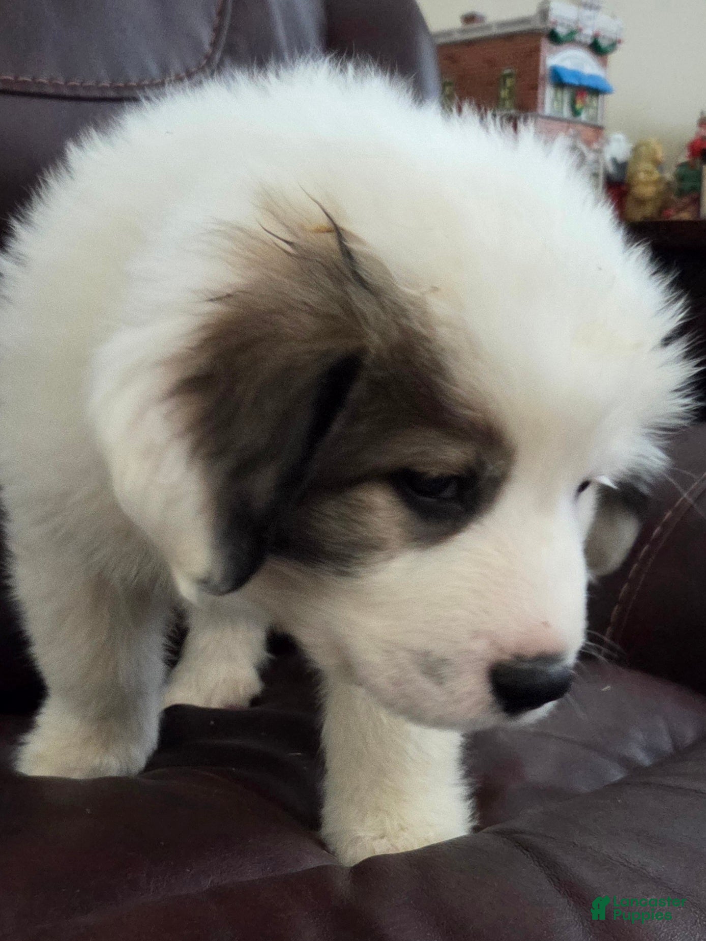 Great Pyrenees dogs Max - Ad 13