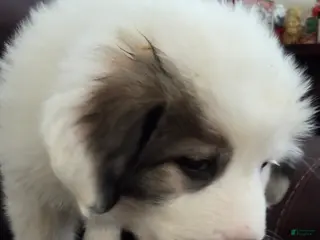 Great Pyrenees dogs Max - Ad 13