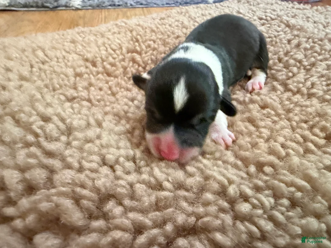 Mixed Breed dogs for sale: Mater - Ad 2
