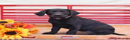 Labrador Retriever dogs for sale: Tammy - Ad 1