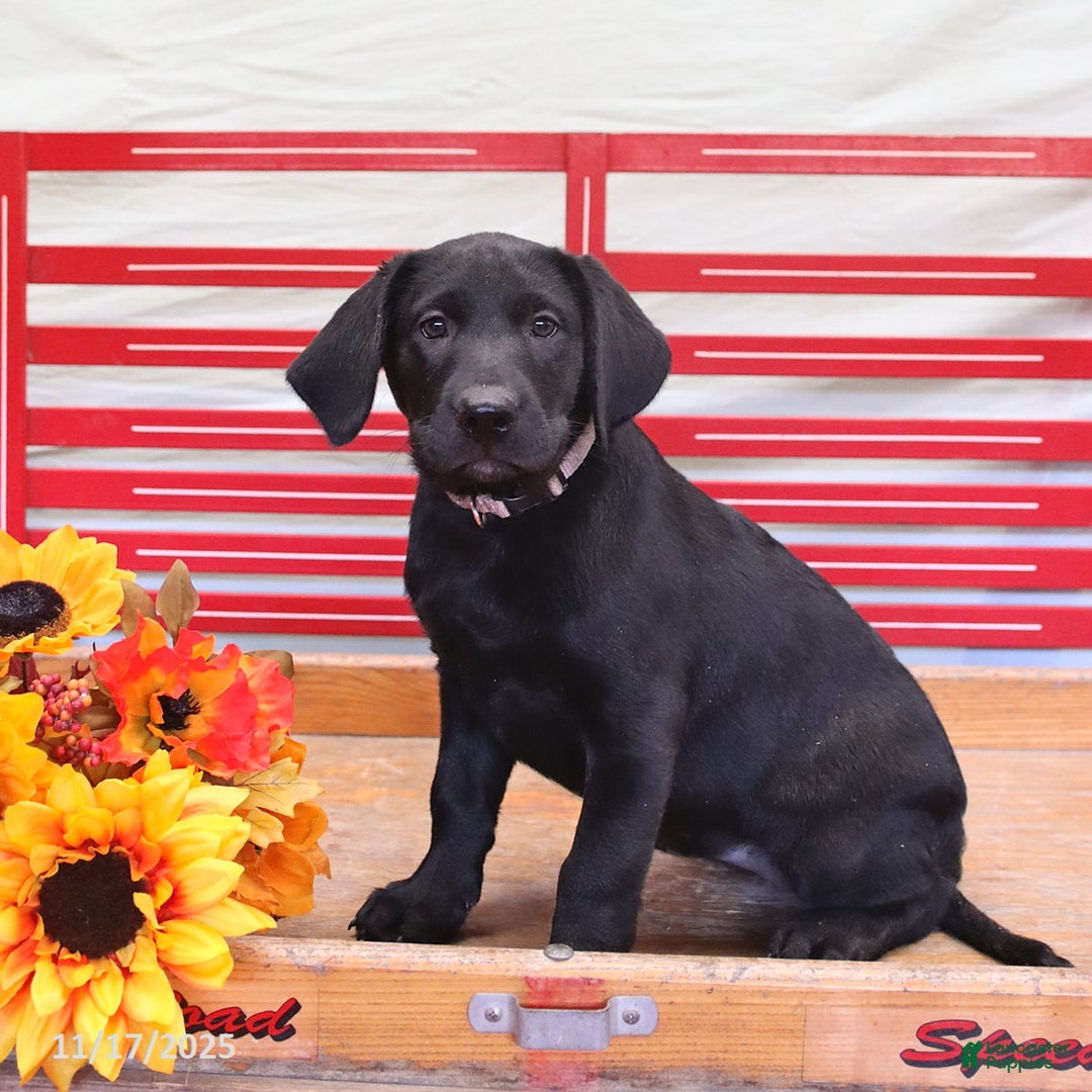 Labrador Retriever dogs for sale: Tammy - Ad 1