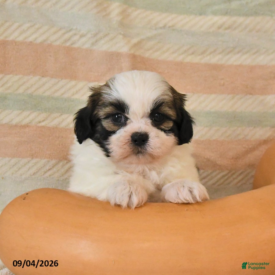 Shih Tzu dogs Clyde - Ad 2