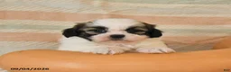Shih Tzu dogs for sale: Clyde - Ad 2