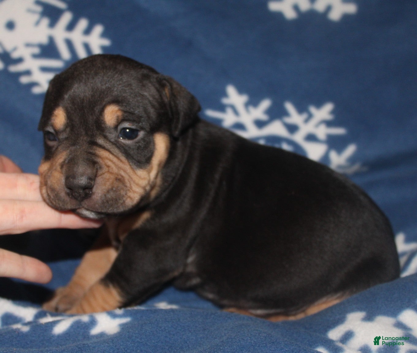 American Bully dogs Sass - Ad 41