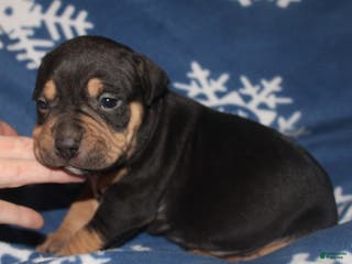 American Bully dogs Sass - Ad 41