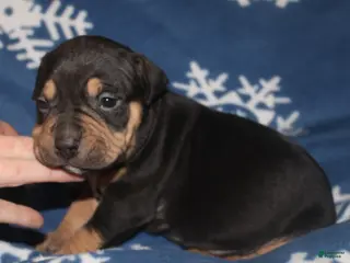 American Bully dogs Sass - Ad 37