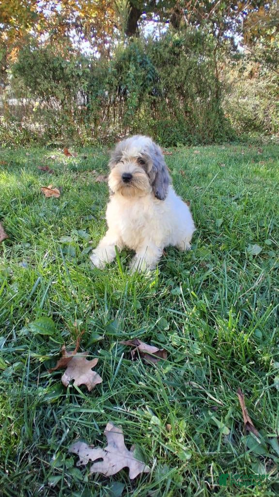Cockapoo dogs for sale: Milo - Ad 1