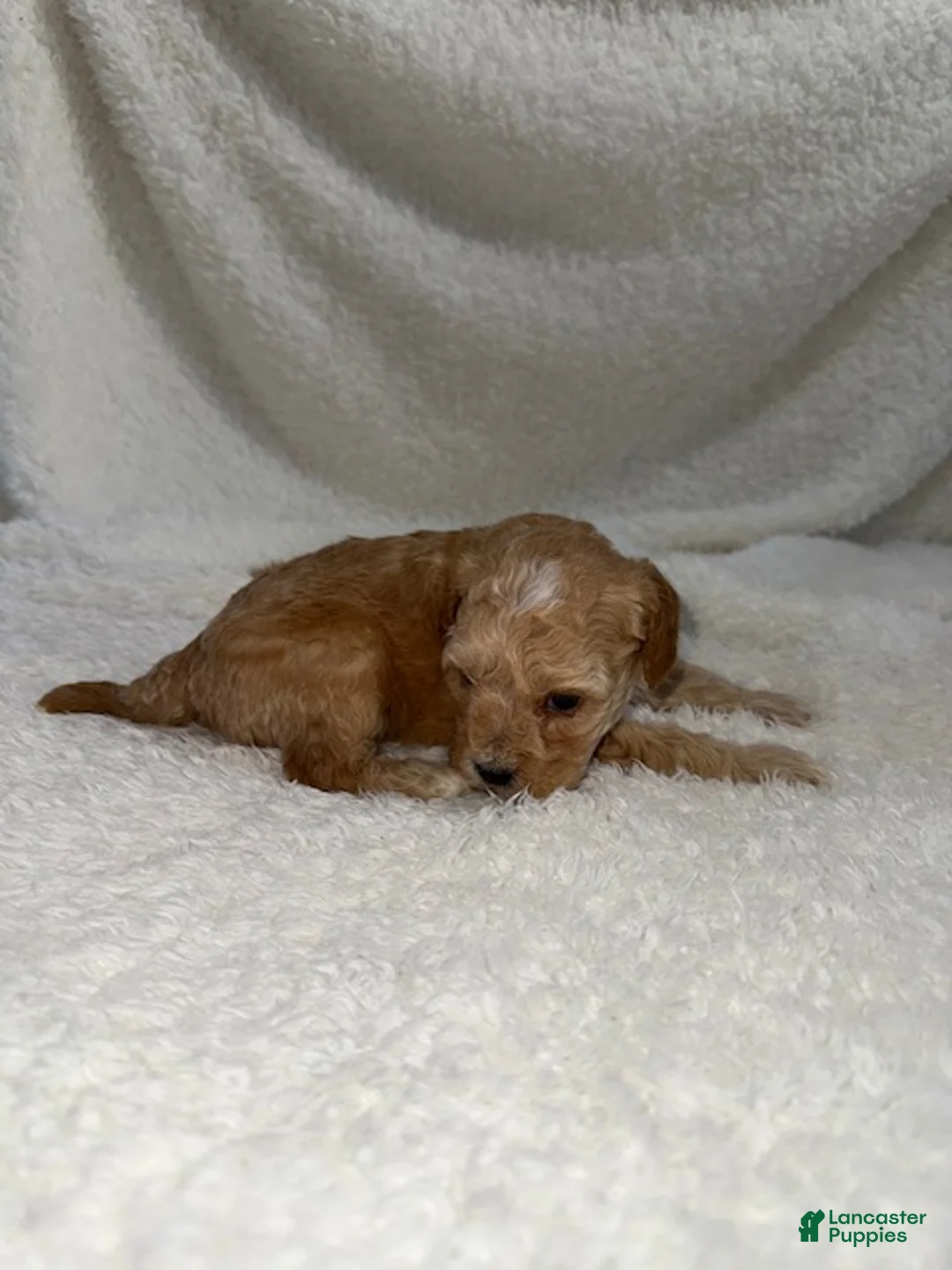 Cavapoo dogs for sale: Cavapoo Puppy 3 - Ad 2