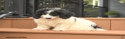 Miniature Poodle dogs for sale: Chip - Ad 5
