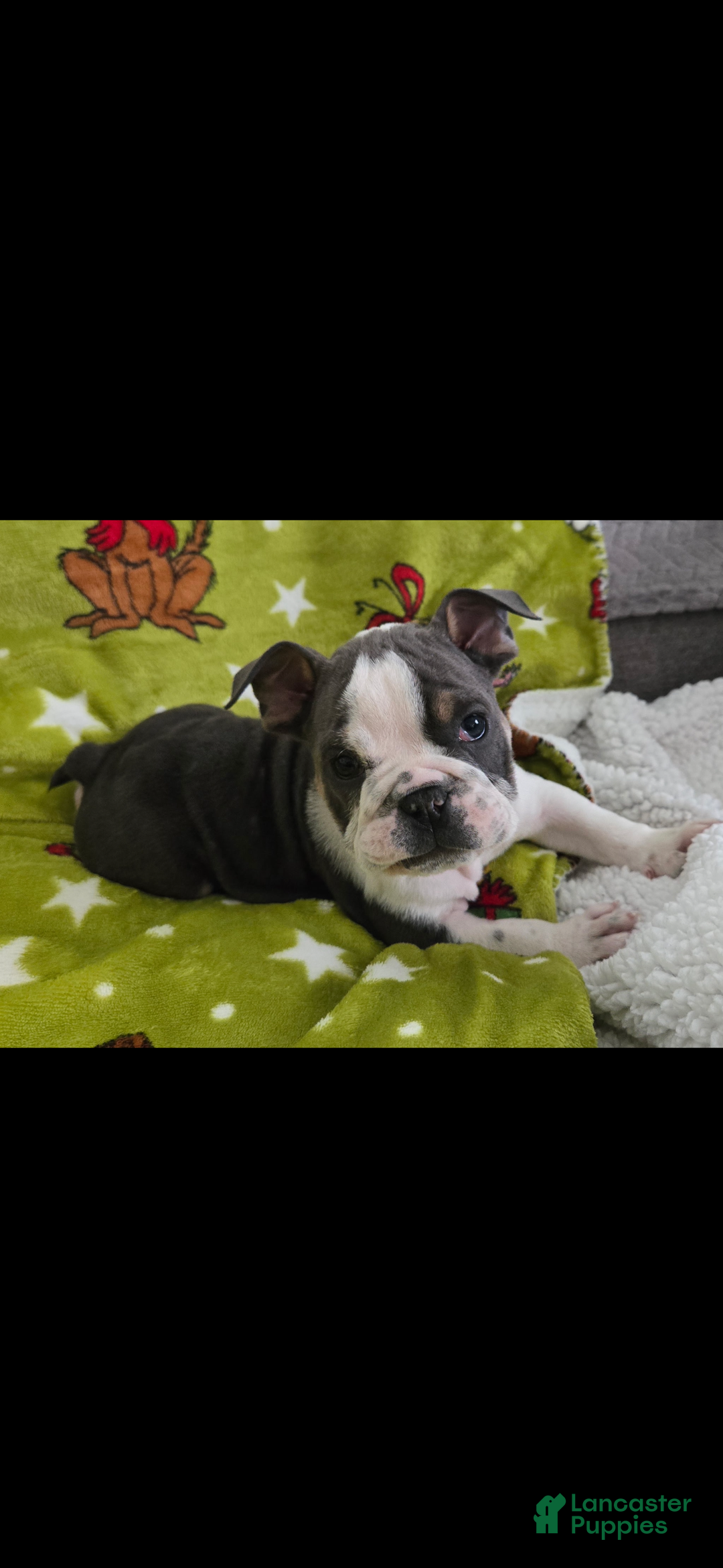 English Bulldog dogs for sale: Lucy - Ad 24