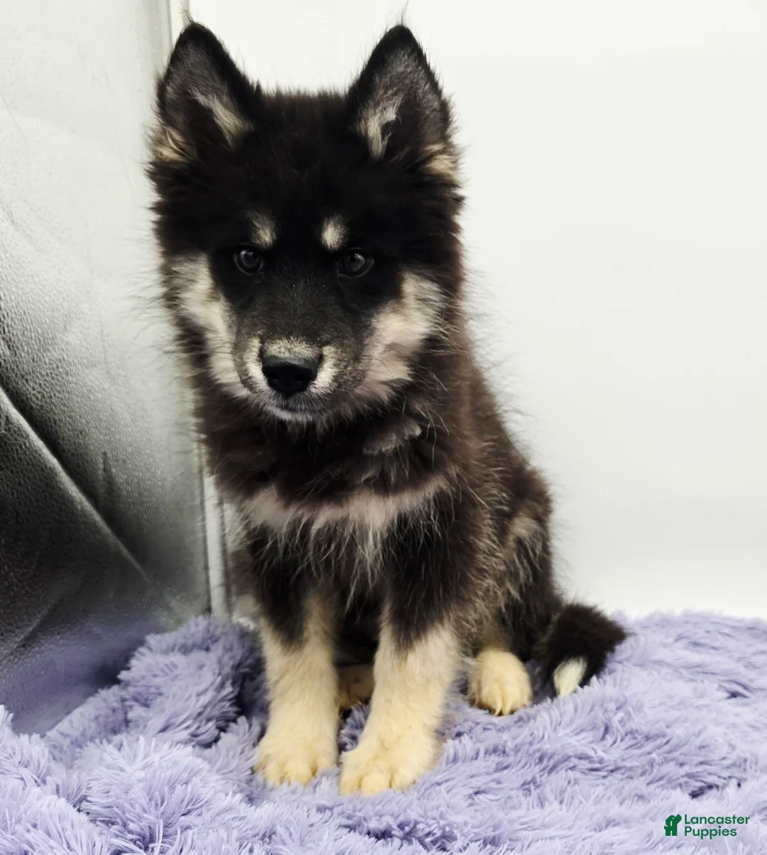 Siberian Husky dogs for sale: Troy - Ad 2