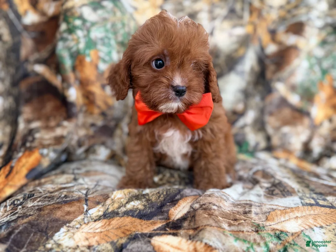 Cavapoo dogs for sale: Lucky - Ad 9