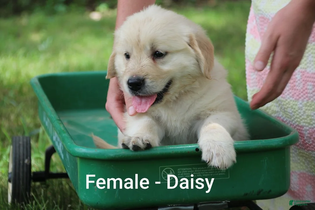 Golden Retriever dogs for sale: Golden Retriever 6 - Ad 1
